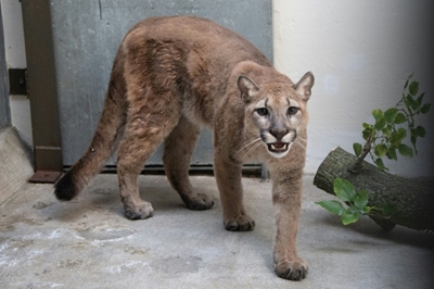 Wild puma found living in New York apartment