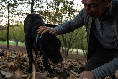 Sniffing out truffles in Italy