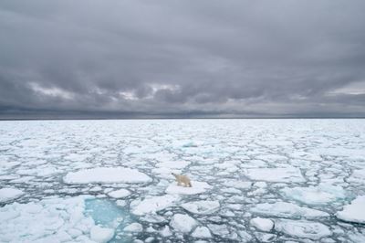 Polar bears forced to forage eggs as warming shrinks hunting grounds