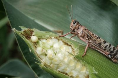 Kenya's locust hunters on tireless quest to halt ancient pest