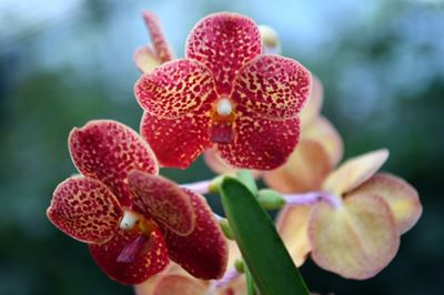 UK's Kew tribute to Costa Rica at annual orchid fest