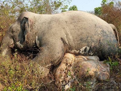 Poachers kill elephant in Cambodia wildlife sanctuary