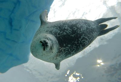 Climate change forces Arctic animals to shift feeding habits