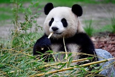 Berlin zoo delights in rare birth of panda twins