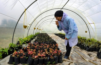 Market for edible flowers blossoms in Tunisia