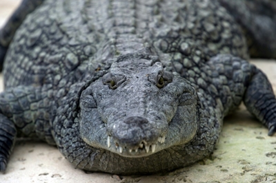 Zimbabwe bride weds in hospital after losing arm in croc attack