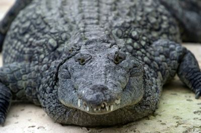 Zimbabwe bride weds in hospital after losing arm in croc attack