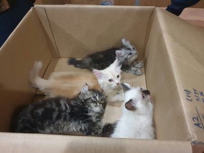 Fur-midable: Singapore foils cat-in-trousers smuggling bid