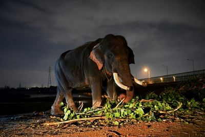Delhi's last elephants await marching orders
