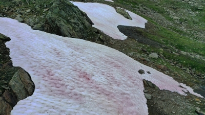 Pink ice in Italy's Alps sparks algae probe