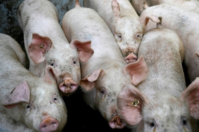 North Korea taking 'emergency' measures to contain swine fever