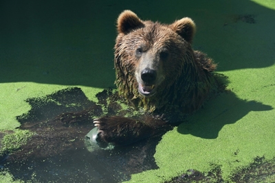 Bear takes cubs for stroll by normally busy Greek lake