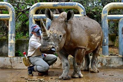 Taiwan prepares white rhino 'Emma' to find mate in Japan