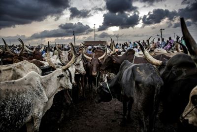 Hunger for beef offers rewards and risks for Nigeria's pastoralists