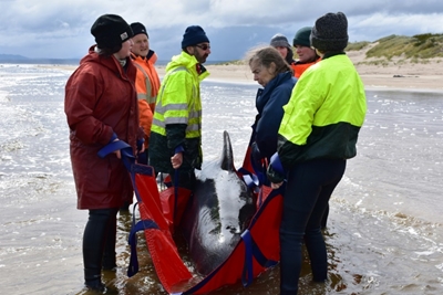 Whale rescuers face grim task in Australia mass stranding