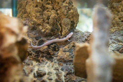 'Baby dragons' go on display in Slovenia