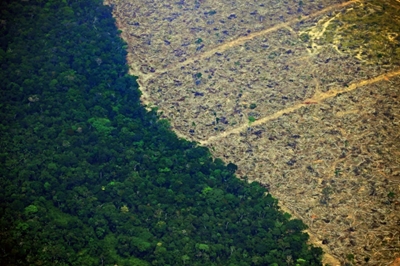Football pitch of rainforest destroyed every six seconds: study
