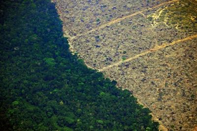 Football pitch of rainforest destroyed every six seconds: study
