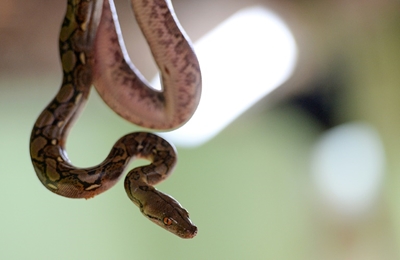 Chanel sheds crocodile and snake skin