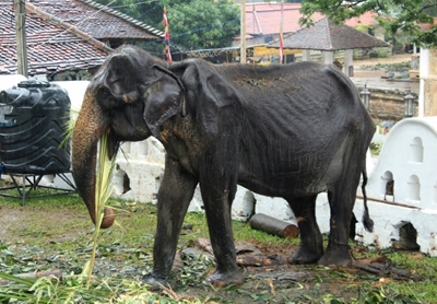 Sri Lanka probes elephant cruelty at Buddhist parade