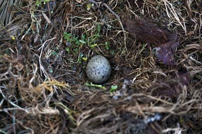 Coloured bird, dinosaur eggs in same evolutionary basket