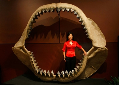 Prehistoric mega-shark raised its young in nurseries: study