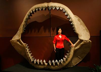 Prehistoric mega-shark raised its young in nurseries: study