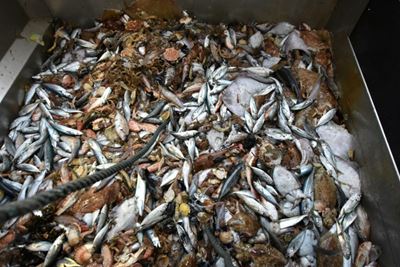 WTO aiming to net fishing deal