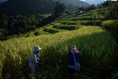 Thai rice farmers shun 'big agribusiness' and fight climate change 
