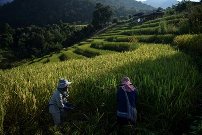 Thai rice farmers shun 'big agribusiness' and fight climate change 