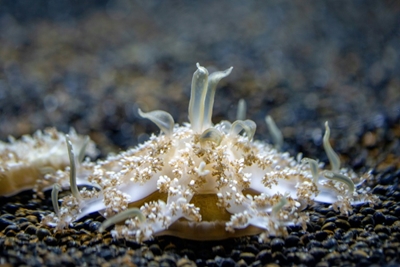 Jellyfish hurl venom 'grenades' to snare prey