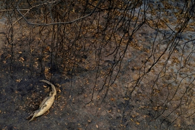 Desperate race against fires in world's biggest tropical wetlands