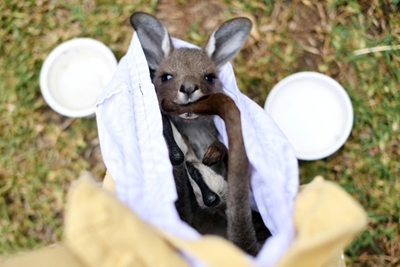 Australian animals face extinction threat as bushfire toll mounts