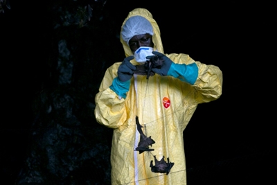 Virus hunters delve into Gabon forest in search for next threat