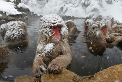 Monkeying about: Japan macaques on high-wire stroll go viral