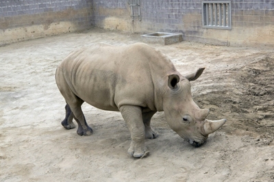 Southern white rhino born at US zoo could help save species