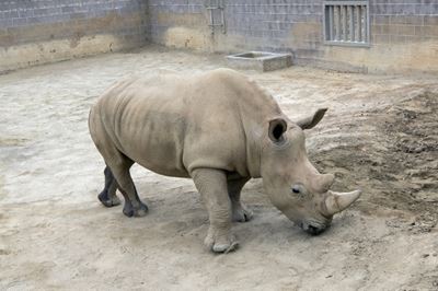 Southern white rhino born at US zoo could help save species