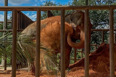 Mara the ex-circus elephant retires to Brazil