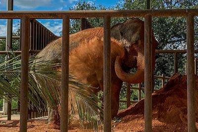 Mara the ex-circus elephant retires to Brazil