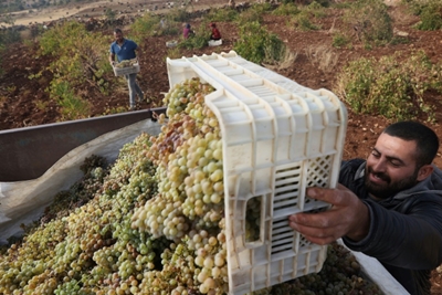 'Eternal' wine revives Assyrian culture in Turkey 