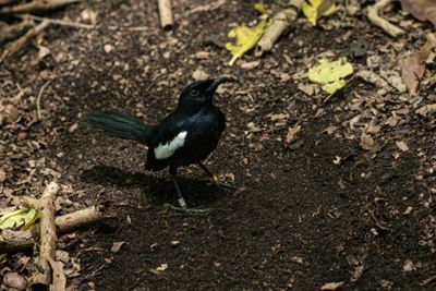 Seychelles sells 'digital' endangered bird 