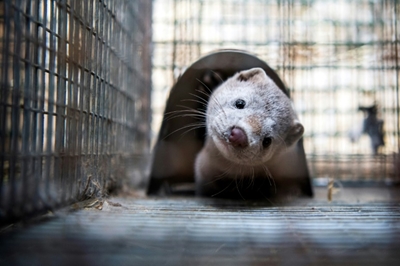 Spain to cull nearly 100,000 mink with coronavirus