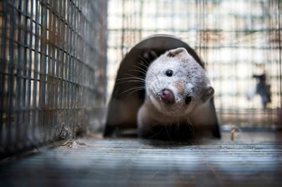 Spain to cull nearly 100,000 mink with coronavirus