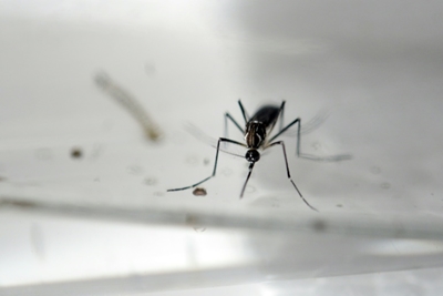 Fighting mosquito-borne diseases... with mosquitoes