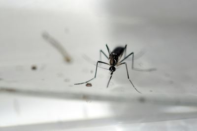 Fighting mosquito-borne diseases... with mosquitoes