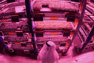 High-tech farmers sow seeds of revolution in Dubai desert