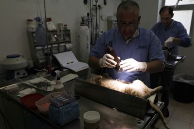 Jerusalem's dilemma over hordes of stray cats