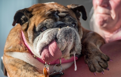 English Bulldog drools way to World's Ugliest Dog crown