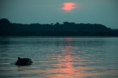 Amazon river dolphins threatened by mercury pollution