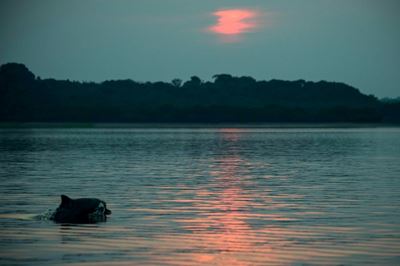 Amazon river dolphins threatened by mercury pollution